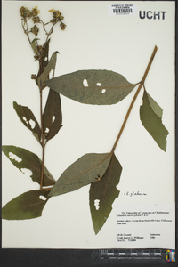 Silphium asteriscus image