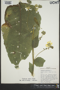 Silphium mohrii image