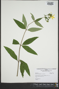 Silphium asteriscus image