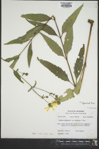 Silphium asteriscus var. trifoliatum image