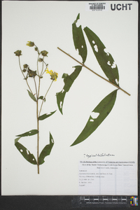 Silphium asteriscus image