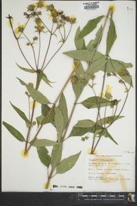 Silphium asteriscus image