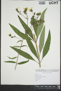 Silphium asteriscus image