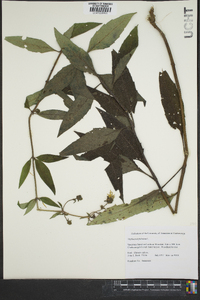 Silphium asteriscus var. trifoliatum image