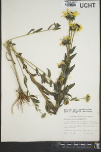 Rudbeckia hirta var. pulcherrima image