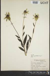 Rudbeckia hirta var. pulcherrima image