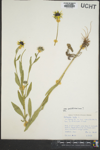 Rudbeckia hirta var. pulcherrima image