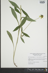 Rudbeckia fulgida image