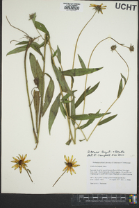 Rudbeckia fulgida image