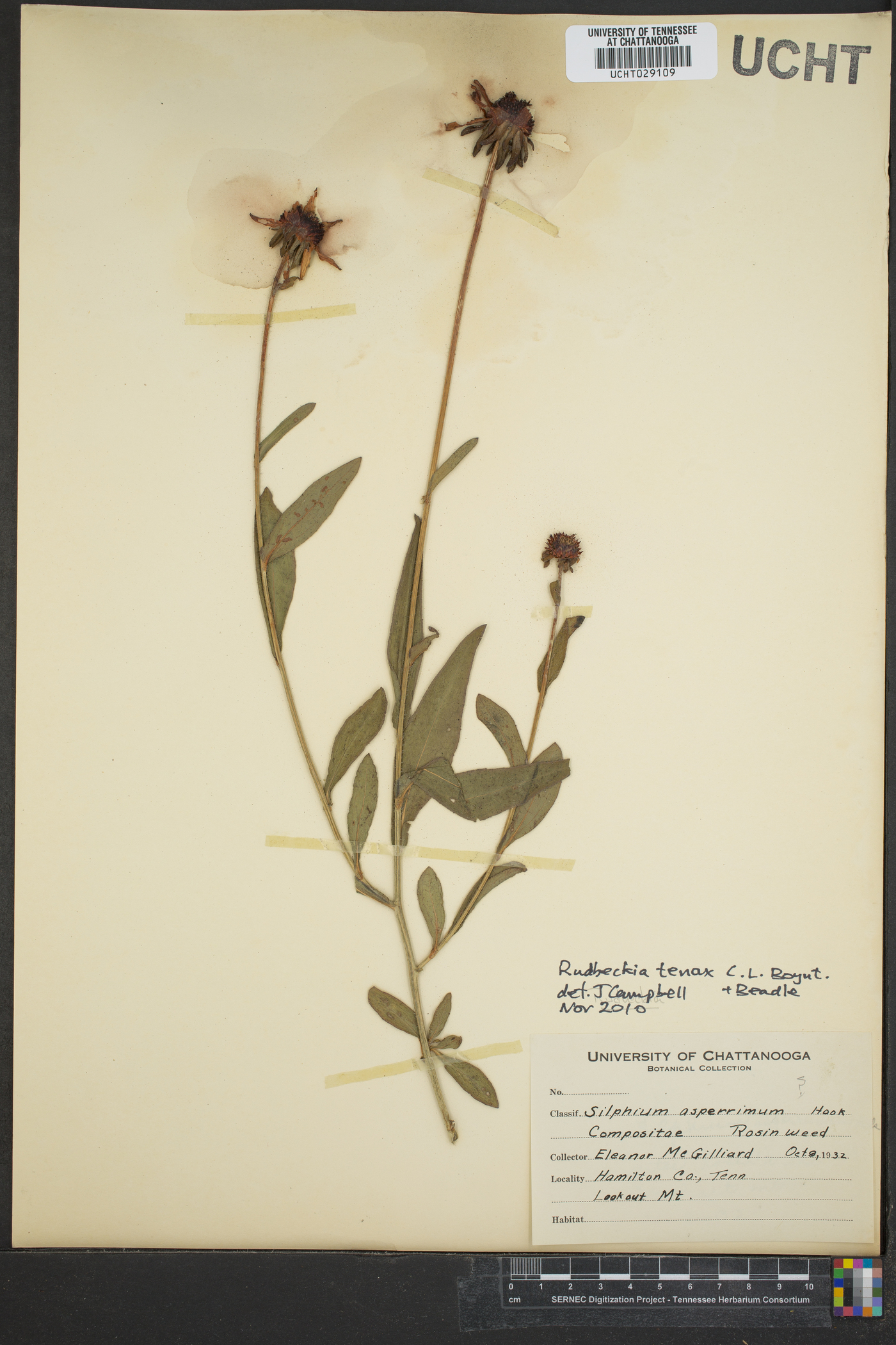 Rudbeckia fulgida var. fulgida image