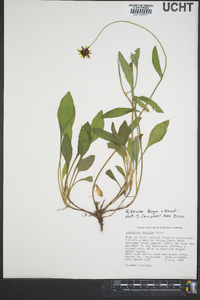 Rudbeckia fulgida var. fulgida image