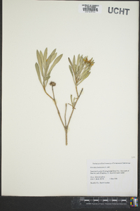 Borrichia frutescens image