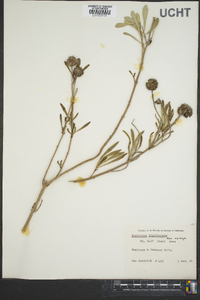 Borrichia frutescens image