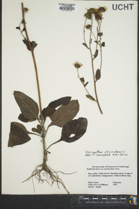 Helianthus atrorubens image