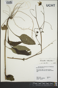Helianthus atrorubens image