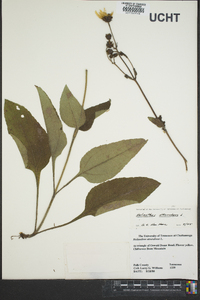 Helianthus atrorubens image