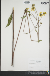 Helianthus atrorubens image