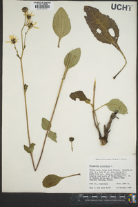 Helianthus atrorubens image