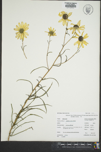 Helianthus angustifolius image