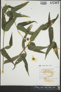 Helianthus divaricatus image