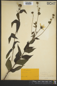 Helianthus hirsutus image