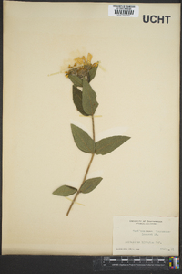 Helianthus hirsutus image