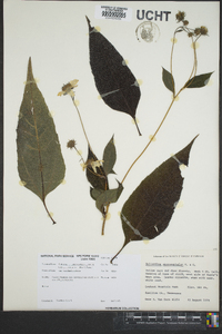 Helianthus microcephalus image