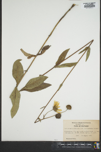 Helianthus mollis image