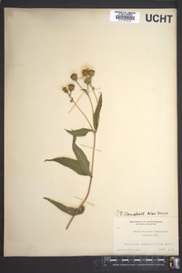 Helianthus decapetalus image