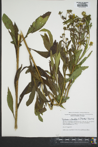 Verbesina alternifolia image