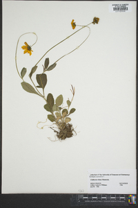 Coreopsis auriculata image