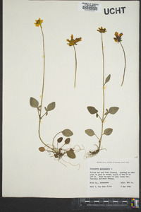 Coreopsis auriculata image