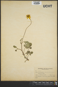 Coreopsis auriculata image