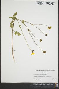 Coreopsis basalis image