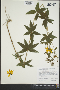 Coreopsis major image