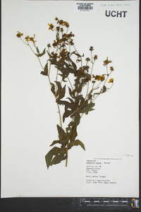 Coreopsis major image