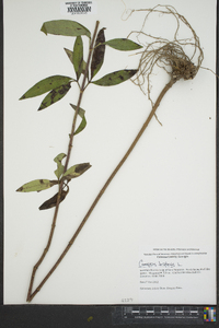 Coreopsis tripteris image