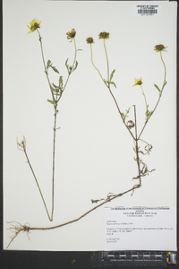 Bidens aristosa image