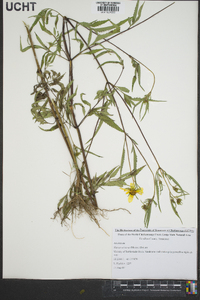 Bidens aristosa image