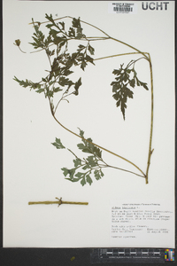 Bidens bipinnata image