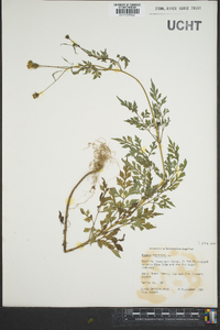 Bidens bipinnata image