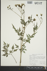 Bidens bipinnata image