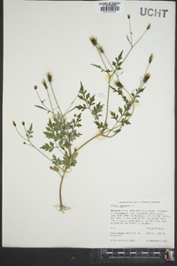 Bidens bipinnata image