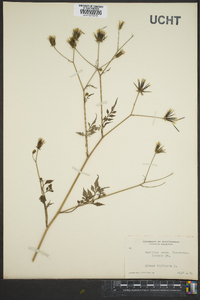 Bidens bipinnata image