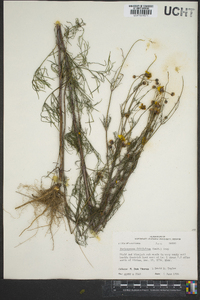 Thelesperma filifolium image