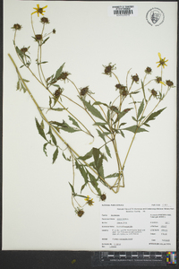 Bidens aristosa image