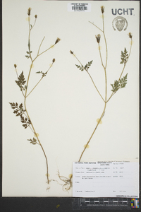 Bidens bipinnata image