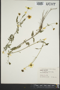 Bidens trichosperma image