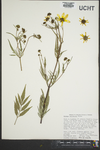 Bidens polylepis image