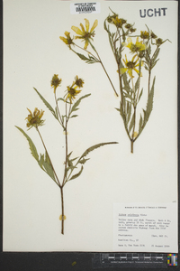 Bidens polylepis image